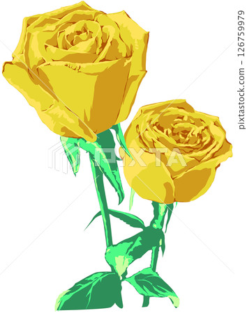 Yellow rose 126759979