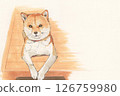 柴犬躺著 126759980