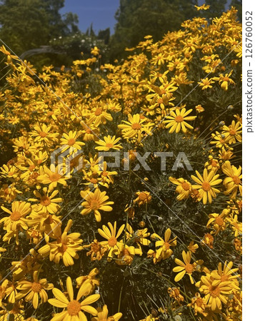 Yellow flowers spreading all over 126760052