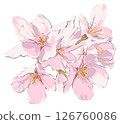櫻花 126760086