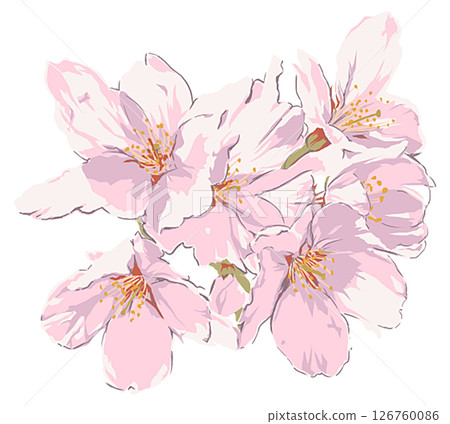 櫻花 126760086