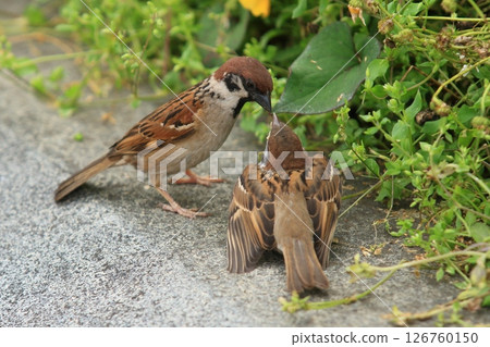 Baby sparrows being fed by their parents. A sparrow and its baby just after leaving the nest. Baby sparrows being fed by their parents. A sparrow and its baby just after leaving the nest. 126760150