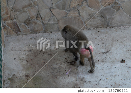 Baboon Zoo Enclosure Walking - A baboon walks across the concrete floor of its enclosure at the zoo. Baboon Zoo Enclosure Walking - A baboon walks across the concrete floor of its enclosure at the zoo. 126760321