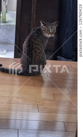 望著的貓 望著的貓 126760419