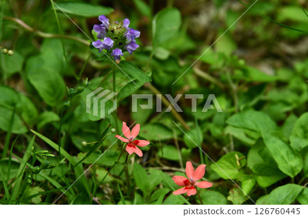 Prunella and Freesia Laxa Prunella and Freesia Laxa 126760445
