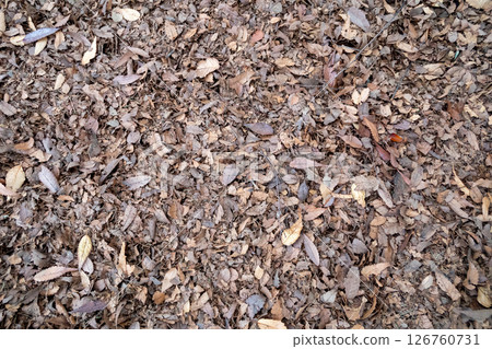 Carpet of fallen leaves Carpet of fallen leaves 126760731