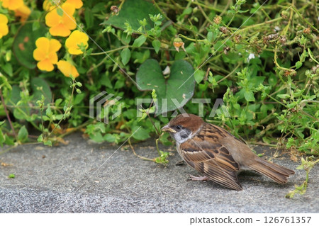 Newly fledged sparrow 126761357