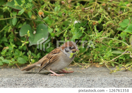 Newly fledged sparrow 126761358