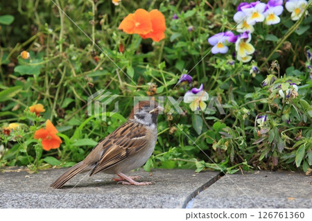 Newly fledged sparrow 126761360