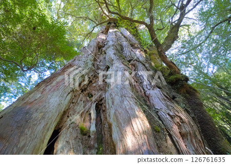 The Yakusugi tree on Yakushima 126761635