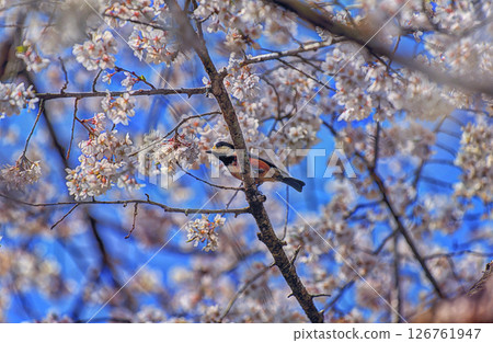 棲息在櫻花的小的鳥 126761947