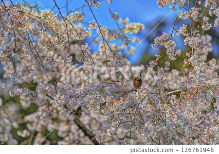Cherry blossoms in full bloom and small birds against the blue sky Cherry blossoms in full bloom and small birds against the blue sky 126761948