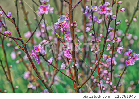 梅花開始綻放 126761949
