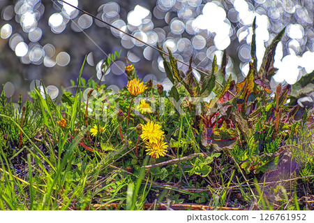 Yellow flowers blooming on a sparkling riverside Yellow flowers blooming on a sparkling riverside 126761952