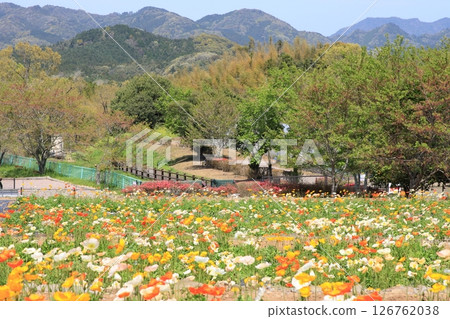 Poppy field in the park Poppy field in the park 126762038