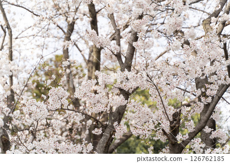 春日陽光下盛開的櫻花③ 126762185