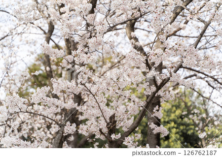 春日陽光下盛開的櫻花④ 126762187