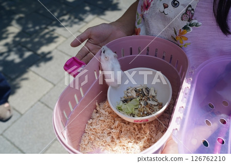 Hamster Hamster 126762210