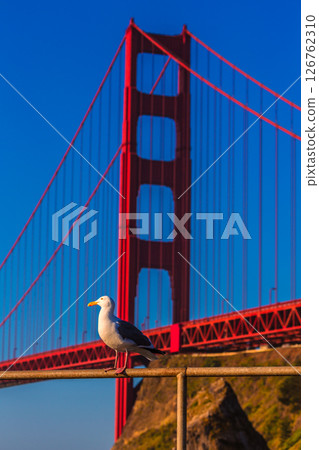 San Francisco Golden Gate Bridge seagull California San Francisco Golden Gate Bridge seagull California 126762310