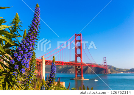 Golden Gate Bridge San Francisco purple flowers California Golden Gate Bridge San Francisco purple flowers California 126762314