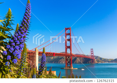 Golden Gate Bridge San Francisco purple flowers California Golden Gate Bridge San Francisco purple flowers California 126762315