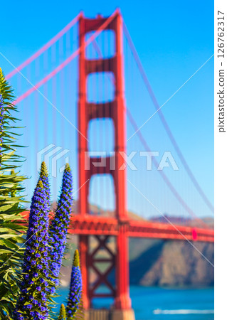 Golden Gate Bridge San Francisco purple flowers California 126762317