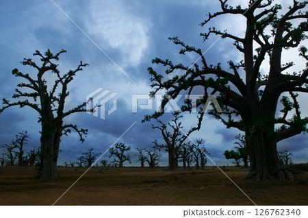 Africa Baobab trees in a cloudy day 126762340