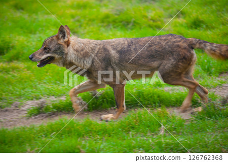 Wolf from spain running motion blur Wolf from spain running motion blur 126762368