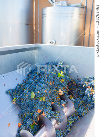 corkscrew crusher destemmer winemaking with grapes 126762462