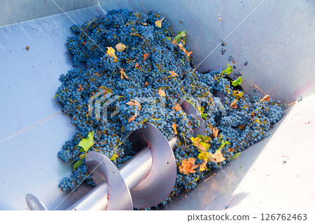 corkscrew crusher destemmer winemaking with grapes corkscrew crusher destemmer winemaking with grapes 126762463