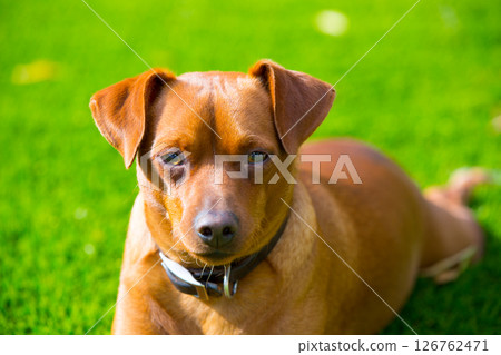 Mini pinscher brown dog portrait laying in lawn Mini pinscher brown dog portrait laying in lawn 126762471