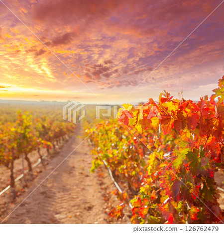 sunrise in vineyard at Utiel Requena vineyards spain sunrise in vineyard at Utiel Requena vineyards spain 126762479