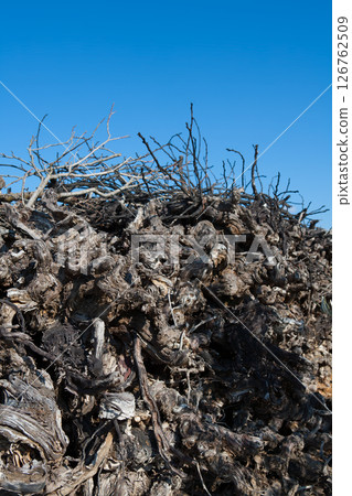 Dried vineyard firewood in Utiel Requena of Spain Dried vineyard firewood in Utiel Requena of Spain 126762509