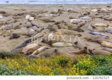 California Elephant Seals in Piedras Blancas point Big Sur California Elephant Seals in Piedras Blancas point Big Sur 126762527