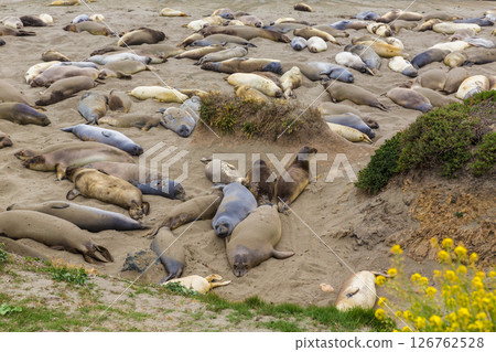 California Elephant Seals in Piedras Blancas point Big Sur California Elephant Seals in Piedras Blancas point Big Sur 126762528