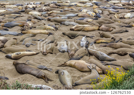 California Elephant Seals in Piedras Blancas point Big Sur 126762530