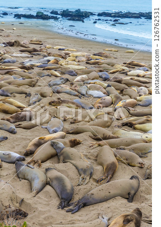 California Elephant Seals in Piedras Blancas point Big Sur 126762531