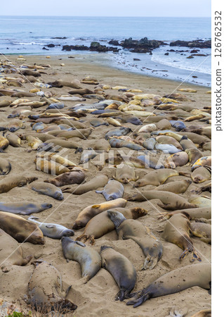 California Elephant Seals in Piedras Blancas point Big Sur 126762532