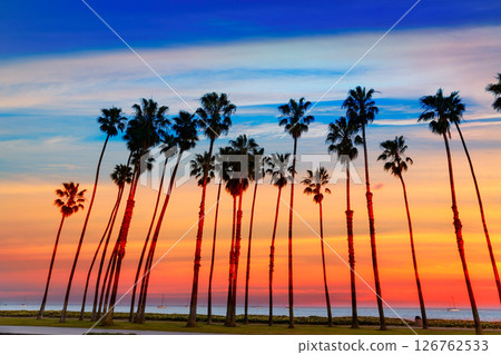 California sunset Palm tree rows in Santa Barbara 126762533