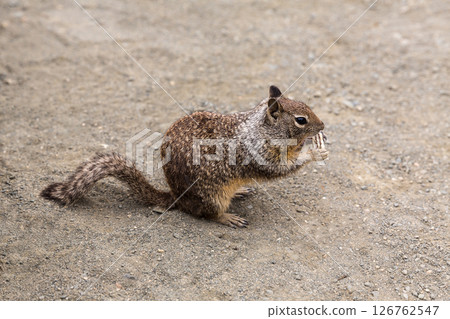 California Ground Squirrel eating tourist biscuit in Pacific Hwy California Ground Squirrel eating tourist biscuit in Pacific Hwy 126762547