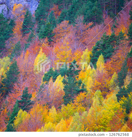Autumn forest in Pyrenees Valle de Ordesa Huesca Spain Autumn forest in Pyrenees Valle de Ordesa Huesca Spain 126762568