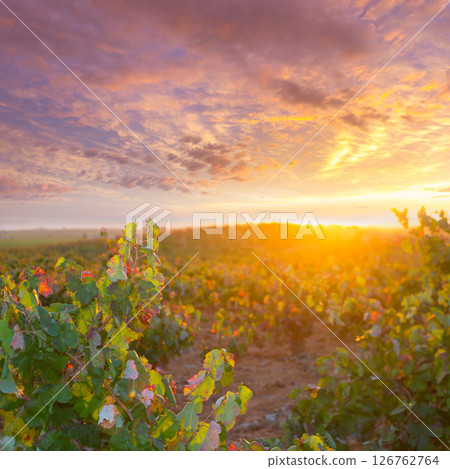 Autumn golden red vineyards sunset in Utiel Requena Autumn golden red vineyards sunset in Utiel Requena 126762764