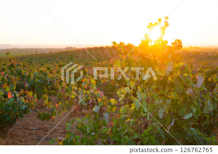 Autumn golden red vineyards sunset in Utiel Requena 126762765