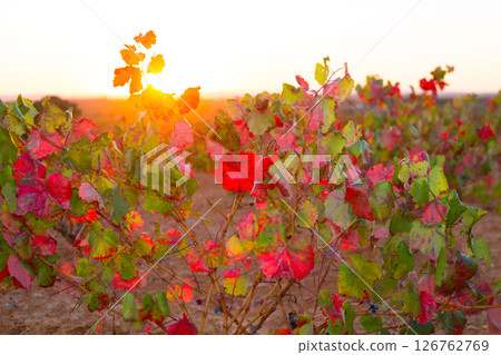 Autumn golden red vineyards sunset in Utiel Requena 126762769