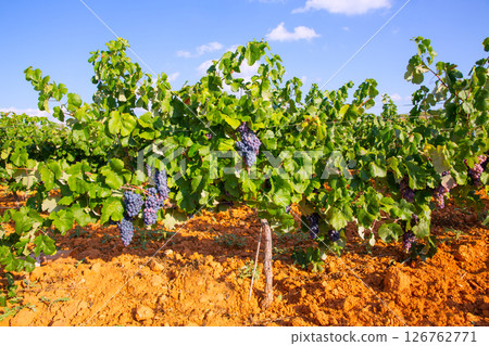 Mediterranean vineyards in Utiel Requena at Spain 126762771