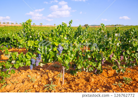 Mediterranean vineyards in Utiel Requena at Spain Mediterranean vineyards in Utiel Requena at Spain 126762772
