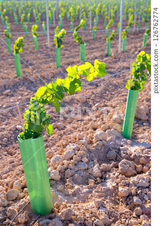 Vineyard sprouts baby grape vines in a row Vineyard sprouts baby grape vines in a row 126762774