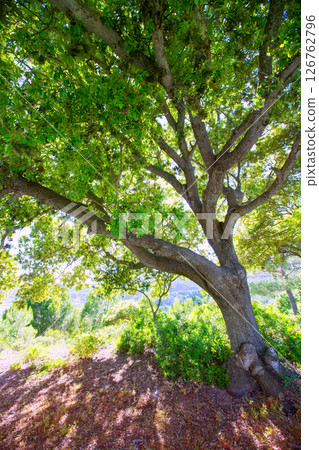 Menorca oak tree forest in northern cost near Cala Pilar Menorca oak tree forest in northern cost near Cala Pilar 126762796