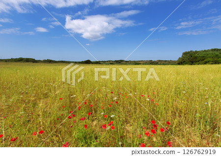 Menorca Ciutadella green grass meadows with red poppies 126762919