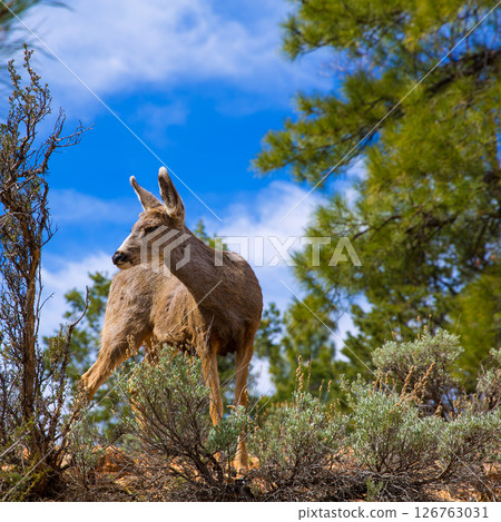 Elk Deer grazing in Arizona Grand Canyon Park Elk Deer grazing in Arizona Grand Canyon Park 126763031